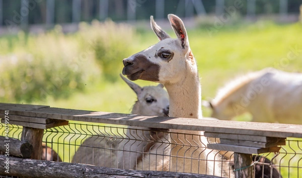 Obraz llama animal