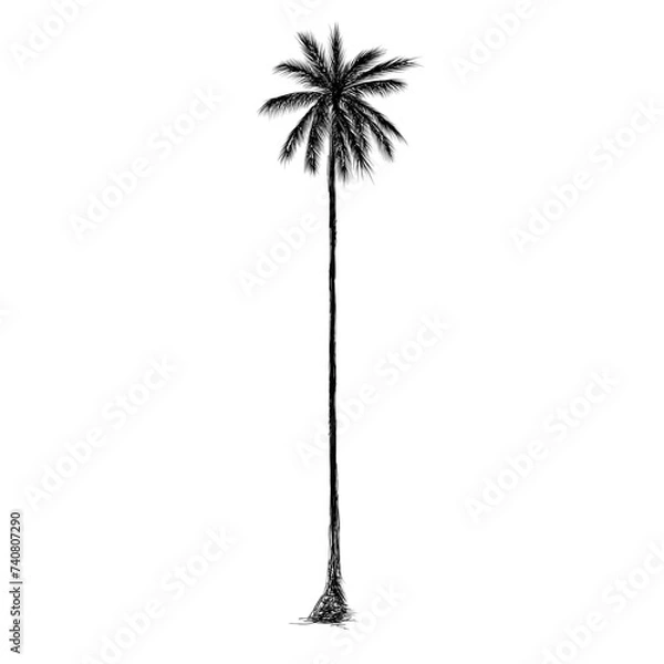 Obraz Palm tree coconut Clipart illustration vector design1