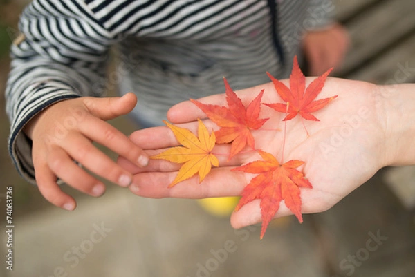 Fototapeta もみじの葉で遊ぶ親子