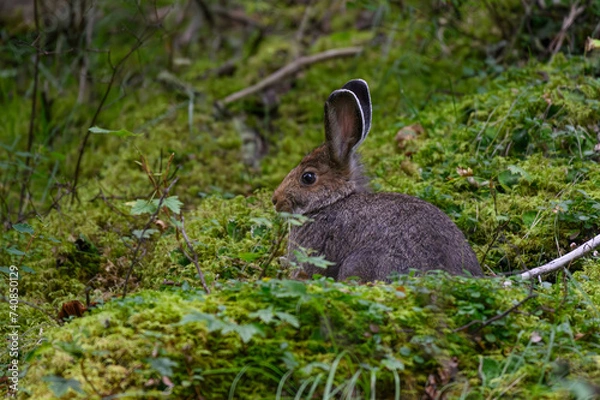 Fototapeta Snowshoe Hare in Summer Coat
