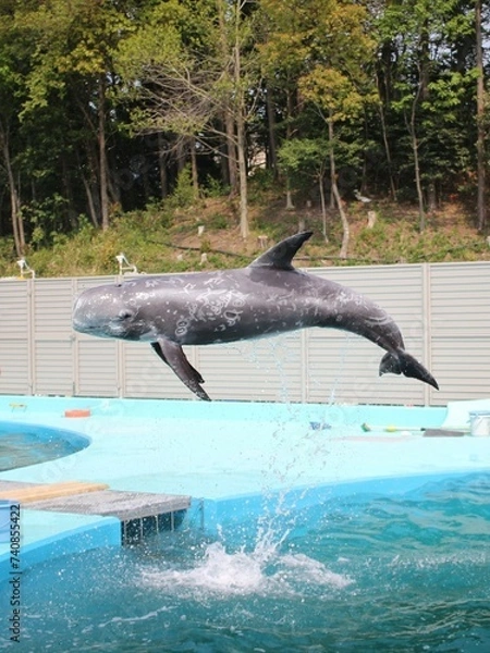 Fototapeta イルカのような芸の練習をするクジラ