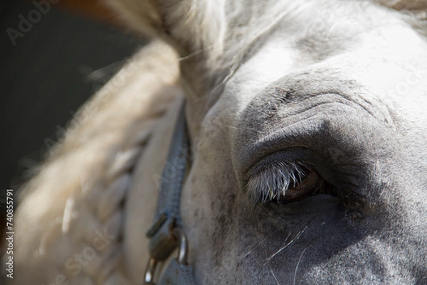 Fototapeta まつげの長い三つ編みの白い馬
