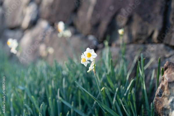 Fototapeta 石垣の前の水仙
