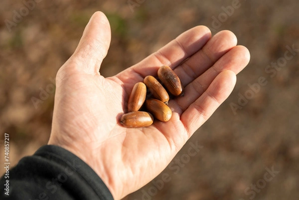Fototapeta 手のひらのどんぐり