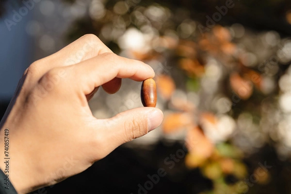 Fototapeta 手で挟む一つのどんぐり