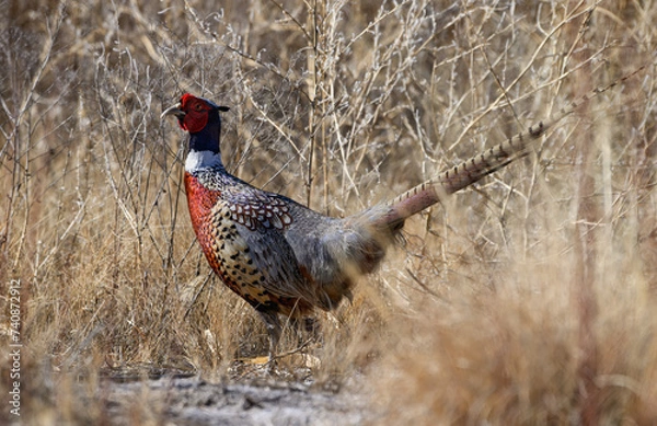 Obraz Ring-necked Pheasant in the Thick Brush