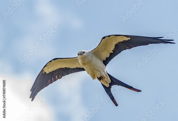 Obraz Swallow-tailed Kite in Flight