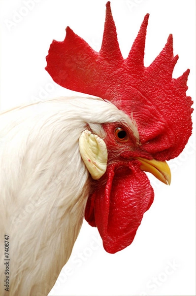 Obraz white rooster with red crest