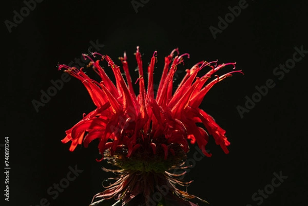 Obraz Scarlet Bee Balm Bloom