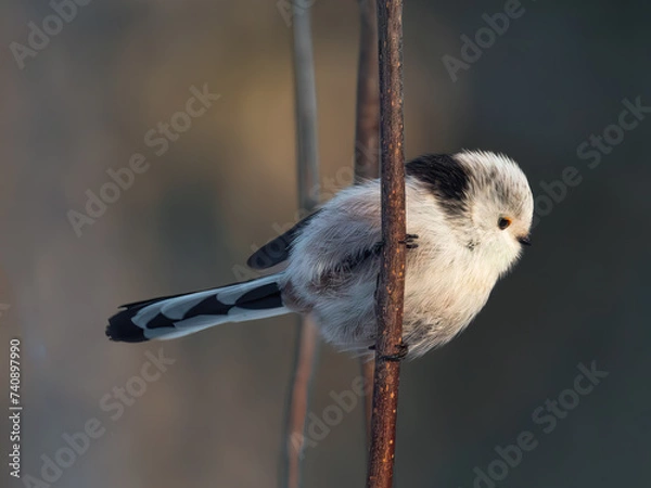 Fototapeta long-tailed tit between branches