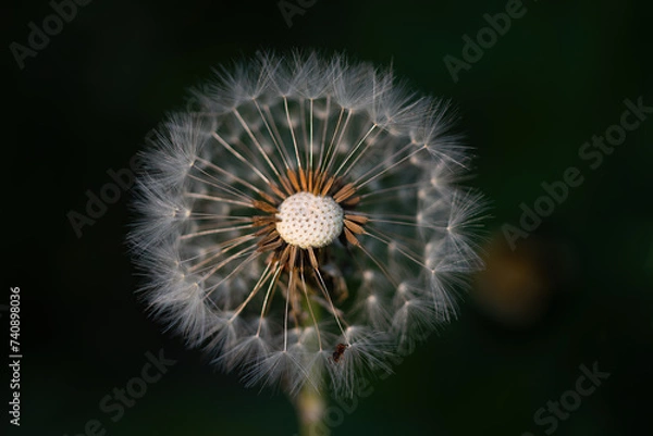 Fototapeta Dandelion against a black background with detailed depictions and an ant