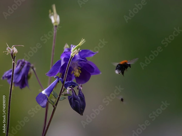Fototapeta Close-up of a columbine flower with a bumblebee and a fly against a diffuse background