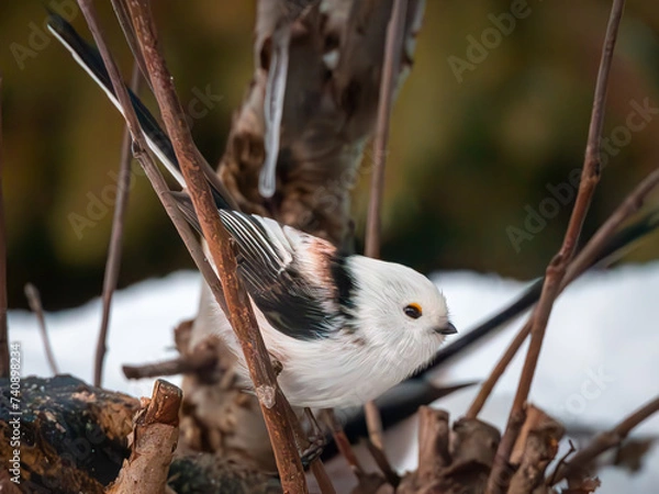 Fototapeta long-tailed tit between branches