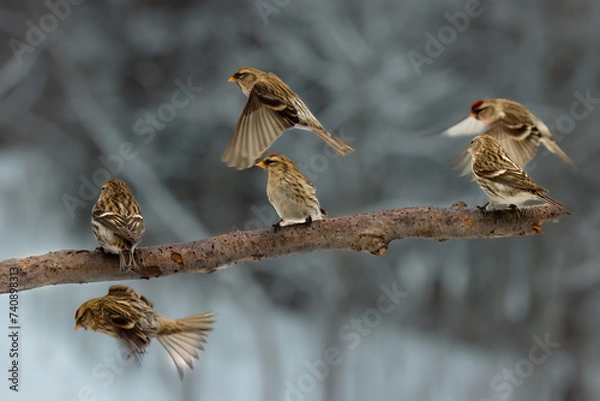 Fototapeta many redpolls fly around a branch