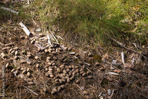 Fototapeta A spot in the forest with moose  poop