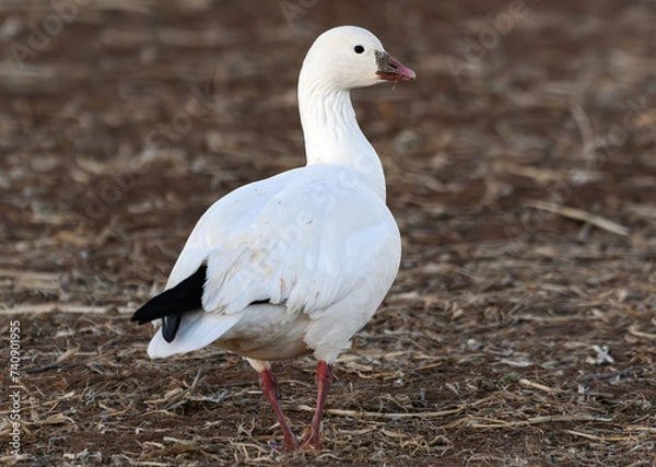 Obraz A Ross's Goose in a Field during Spring Migration