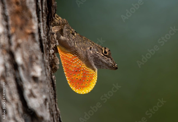 Obraz Green Anole anole with dewlap 