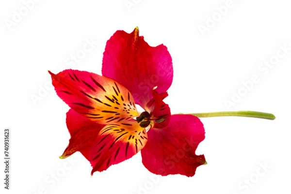 Obraz red alstroemeria isolated