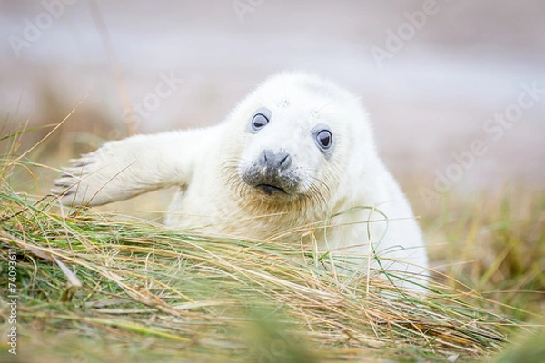 Obraz Grey Seals At Donna Nook