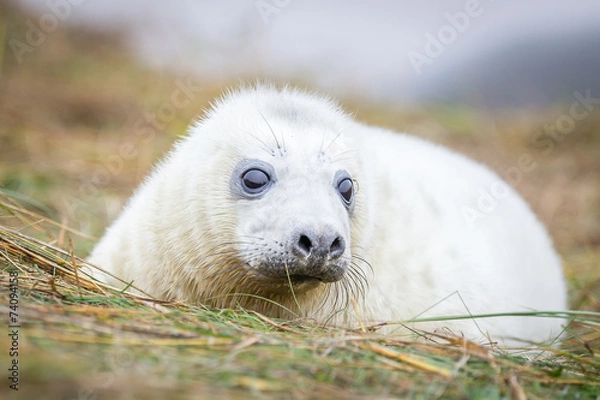 Obraz Grey Seals At Donna Nook