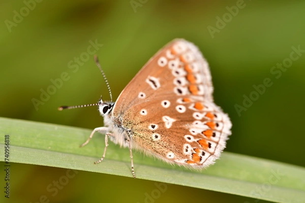 Obraz butterfly on leaf