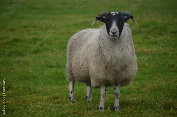 Obraz sheep