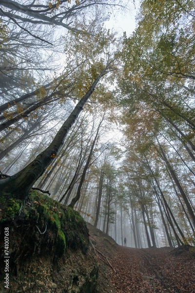 Fototapeta Autumn forest with tree trunks and colorful crowns of oaks in the Jizera Mountains in the Czech Republic