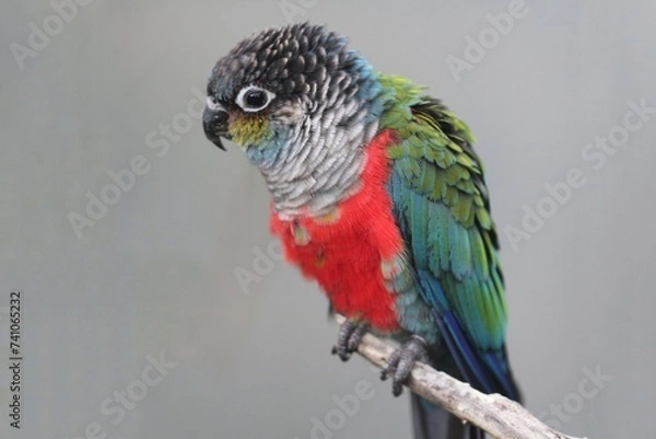 Obraz blue and yellow macaw