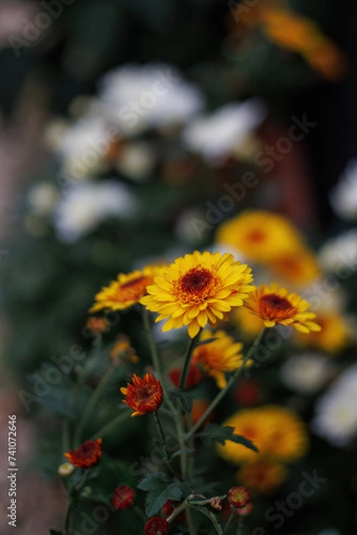 Fototapeta Orange chrysanthemums and a beautiful blurred dark background with white bokeh. Copy space. Shallow depth of field.