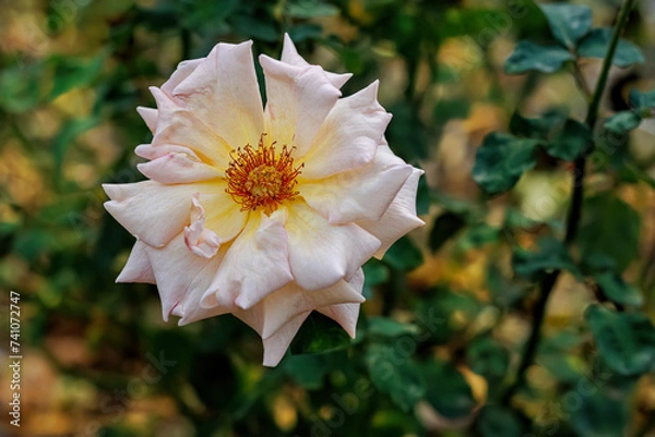 Fototapeta Close-up of blooming beige rose in the park and a beautiful green blurred background with bokeh. Green leaves. Close-up.