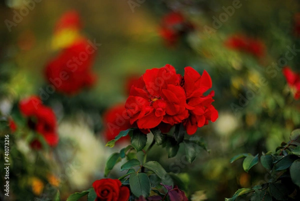 Fototapeta Red roses in the park and a beautiful green blurred background with bokeh. Roses with stamens and red petals.