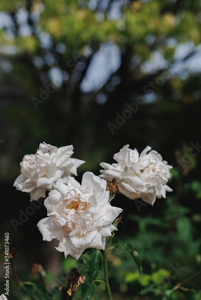 Fototapeta Blurred dark background with bokeh and white roses flowers in the park. Green leaves. Copy space.