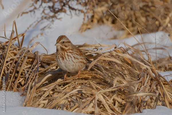 Obraz Sparrow in the snow