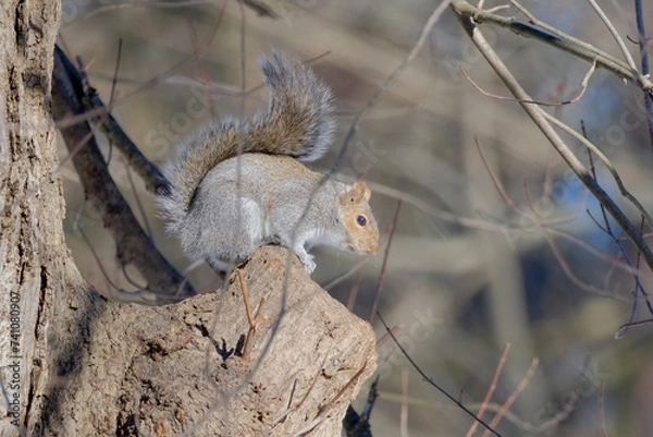 Obraz Squirrel posing on a branch
