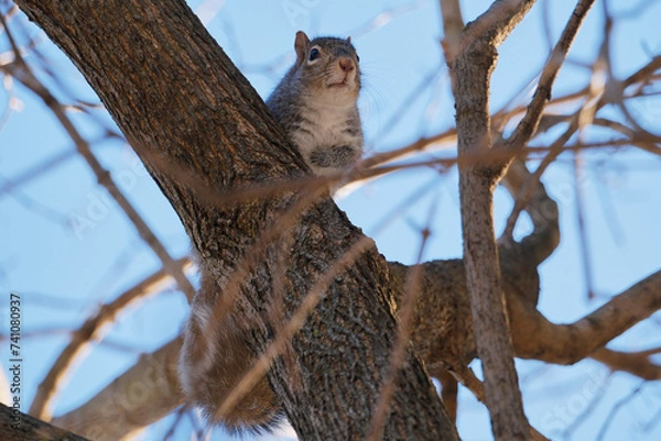 Obraz Posing squirrel in a branch