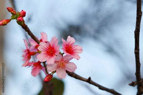 Obraz 沖縄県宮古島　寒緋桜