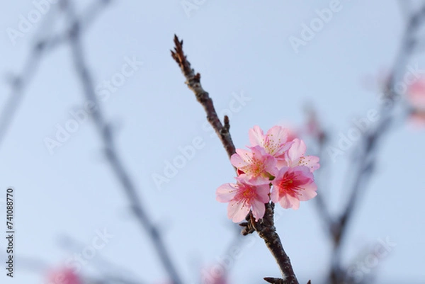 Obraz 沖縄県宮古島　寒緋桜