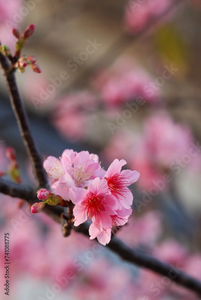 Obraz 沖縄県宮古島　寒緋桜