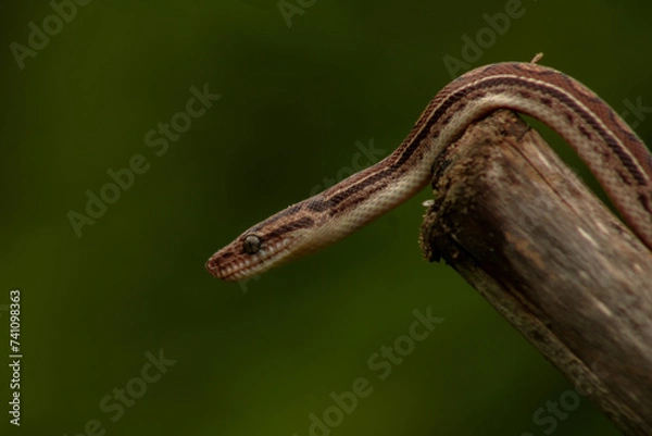 Obraz Salamanta da caatinga