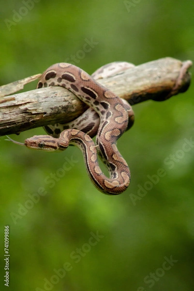 Obraz Cobra salamanta