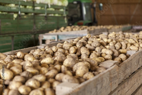 Fototapeta Freshly harvested potatoes and cabbages