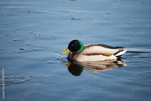 Obraz duck in the water
