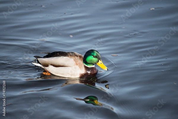 Obraz duck on the water