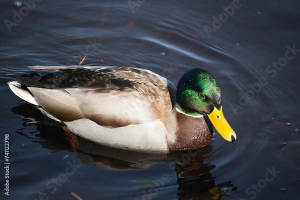 Obraz duck in the water