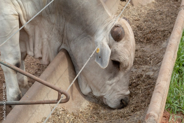 Fototapeta Confinamento 2