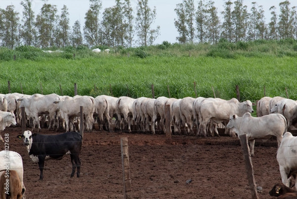 Obraz Confinamento 2