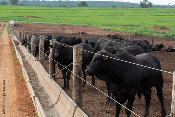 Obraz Confinamento 2