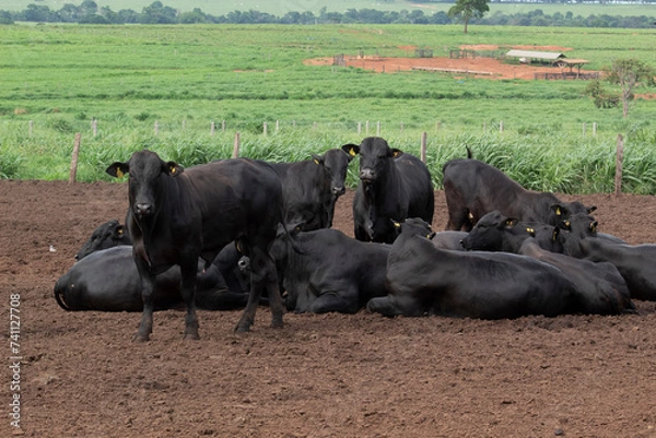 Obraz Confinamento 2