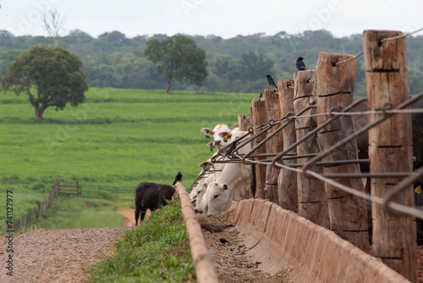 Obraz Confinamento 2