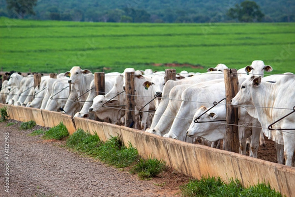 Obraz Confinamento 2